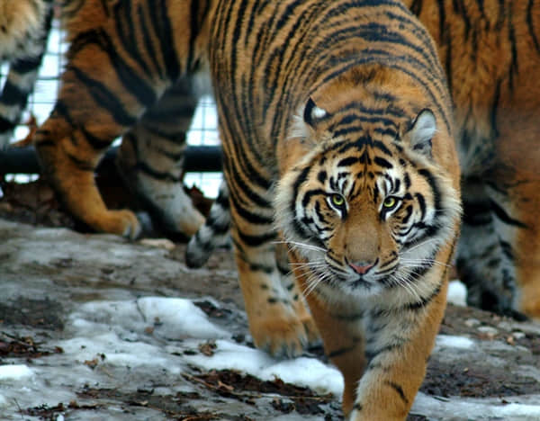 八达岭动物园伤人老虎的命运
